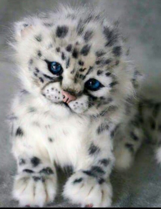 Маленький леопардик