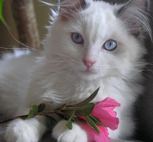 Белая пушистая кошка с голубыми глазами с розой