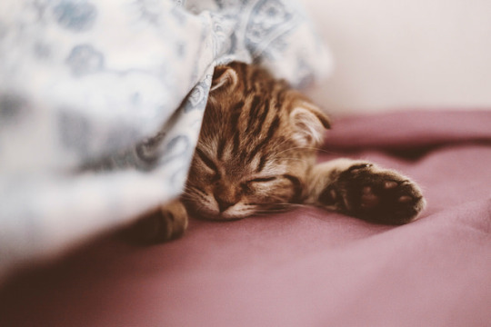 Спящий под одеялом, котик