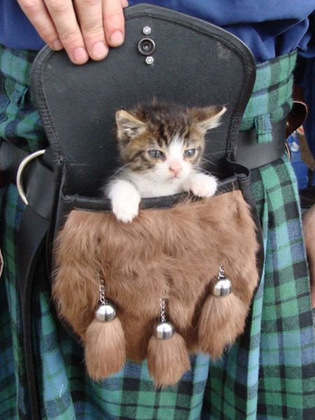 Котенок в сумочке,висящей на плече девушки