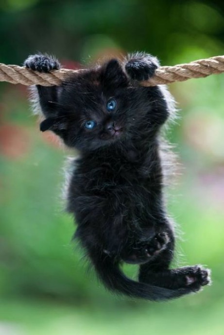 Черный котенок повис, держась лапками за веревку