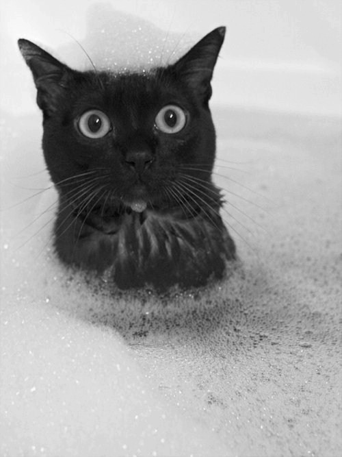 Испуганные глазки купающегося кота в ванной