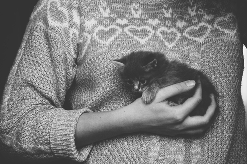 ч/б фото: Маленький котёнок в руке девушки