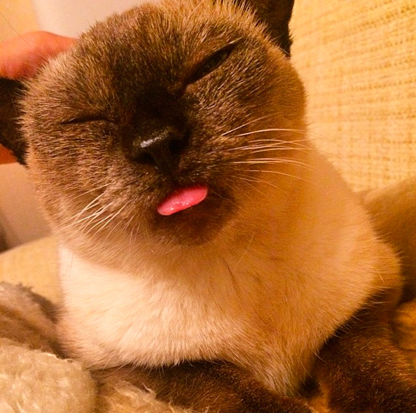 Сиамская кошка показывает язык