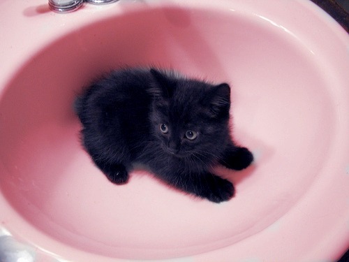 Чёрный котёнок в розовом умывальнике