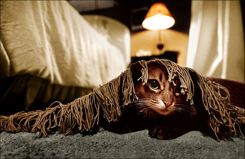 котик спряталсы под покрывалом с бахромой