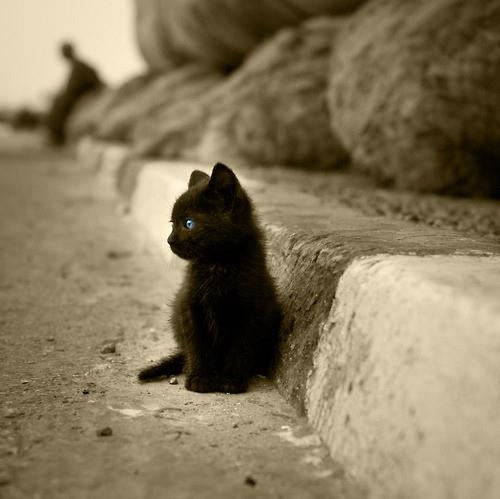 Черненький голубоглазый котенок у бордюра