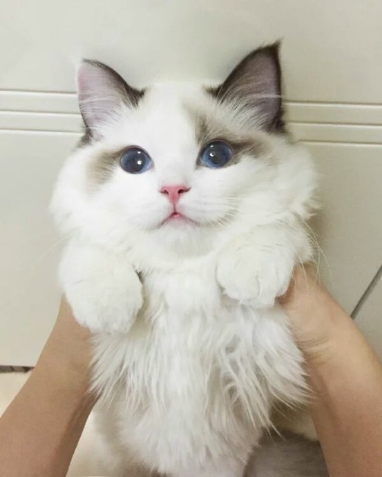 Пушистая белая кошка с голубыми глазами