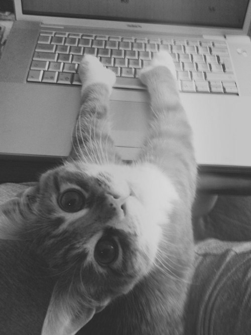 Милый котенок за клавиатурой компа