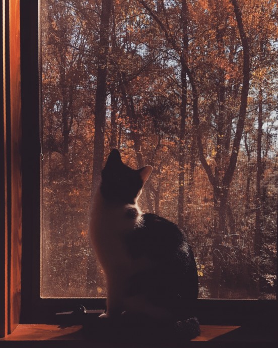 Кошка на подоконнике любуется осенью за окном