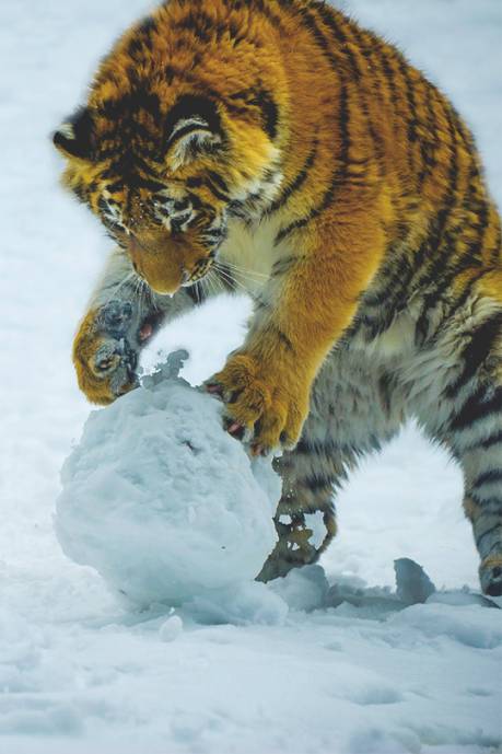 Тигр играется со снежным комом