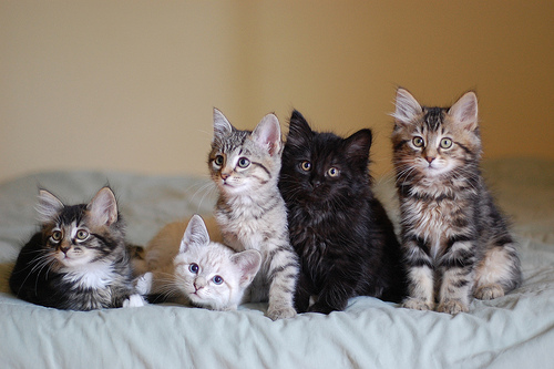 пять миленьких пушистеньких котят