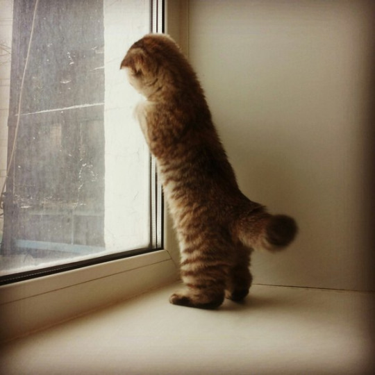 Котик в ожидании у окна