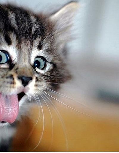 Озорной котенок с высунутым языком:)