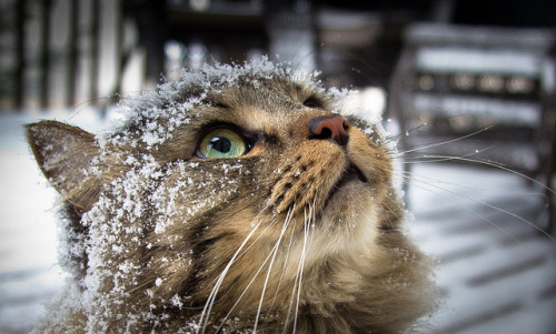 Кошка смотрит на падающий снег