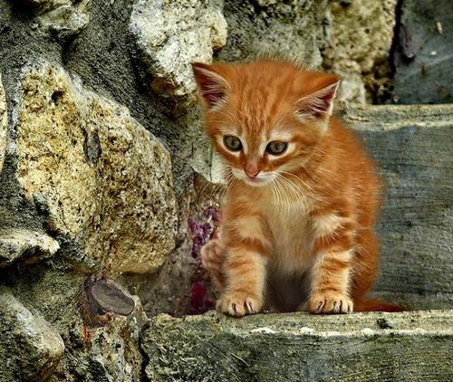 Арт Рыжий умильный котенок