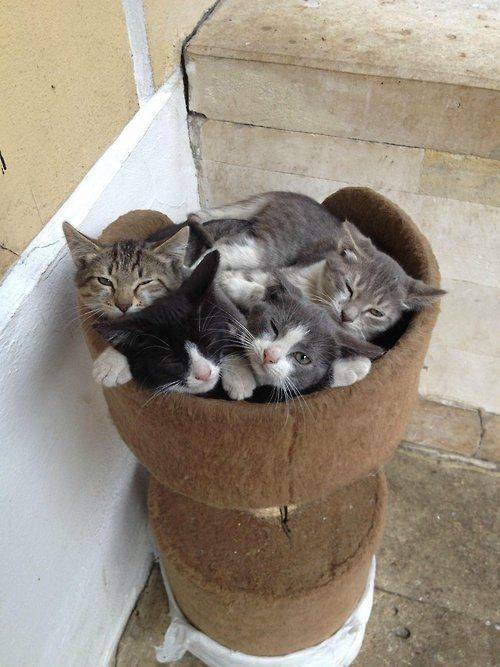 Котики в вазе