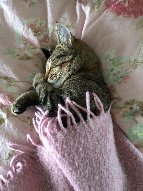 Спящий под розовым пледом, котик