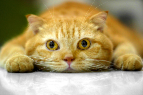 очаровательный рыжий котик