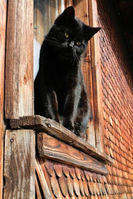 Чёрная кошка на окне