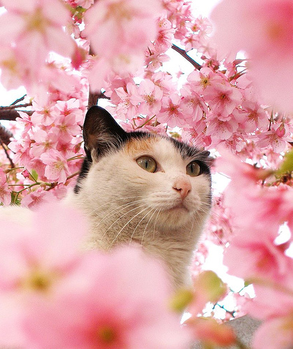 Кошка среди цветущей сакуры