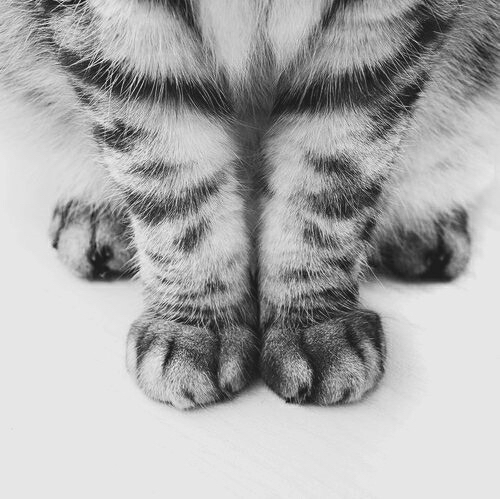 Милые кошачьи лапки кота табби