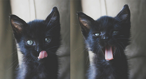 Облизывающийся и зевающий чёрный котёнок