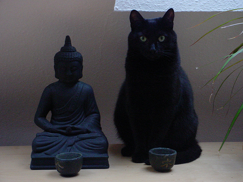 Чёрный кот и Будда