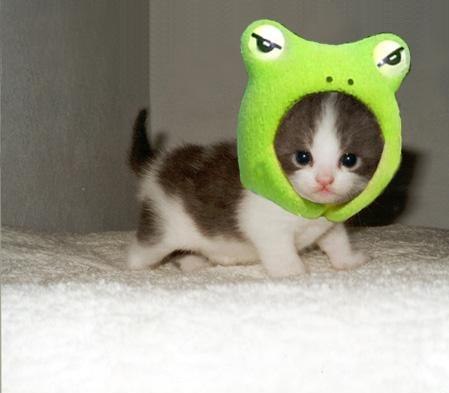 маленький котенок в зеленой шапке-лягушонке