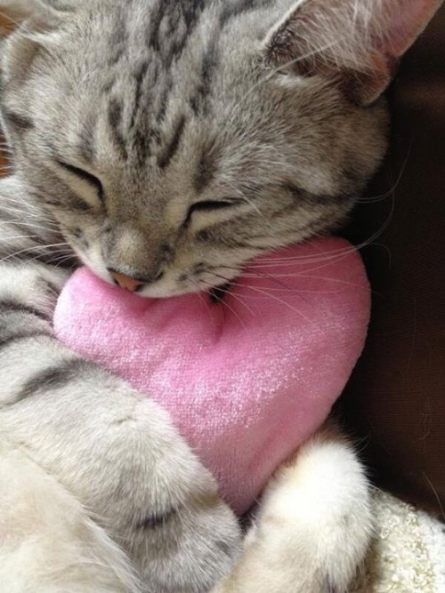 Кошка, обнимающая розовое сердечко