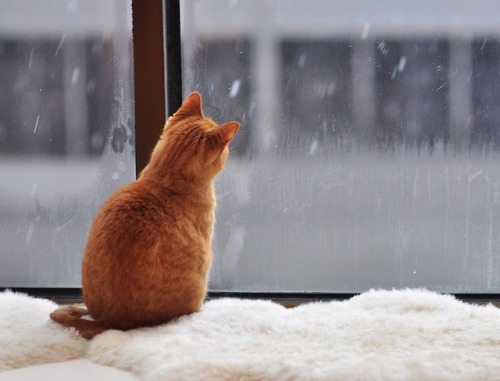 Рыжий котик на подоконнике и снег за окном
