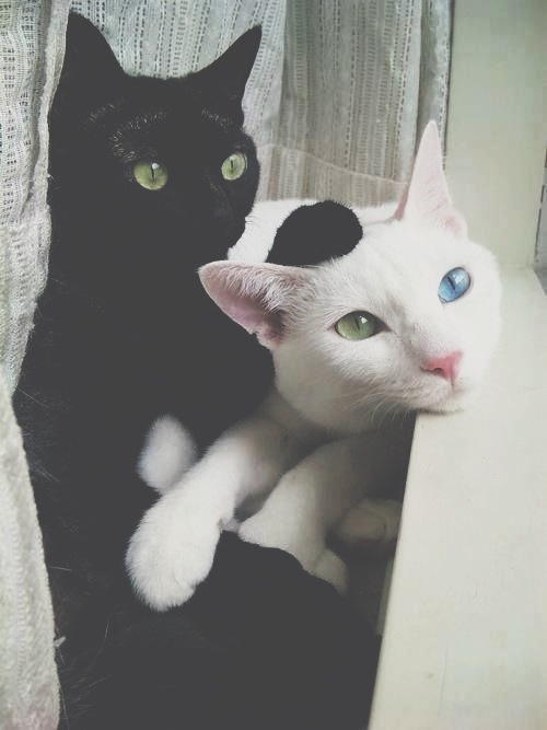 Кошки: чёрная и белая