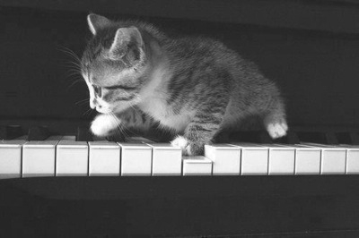 Котенок ходит по клавишам пианино