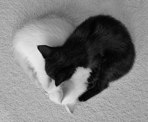 Котята черный и белый сложились в форме сердечка