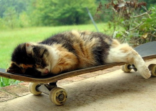 Котенок,спящий на скейте