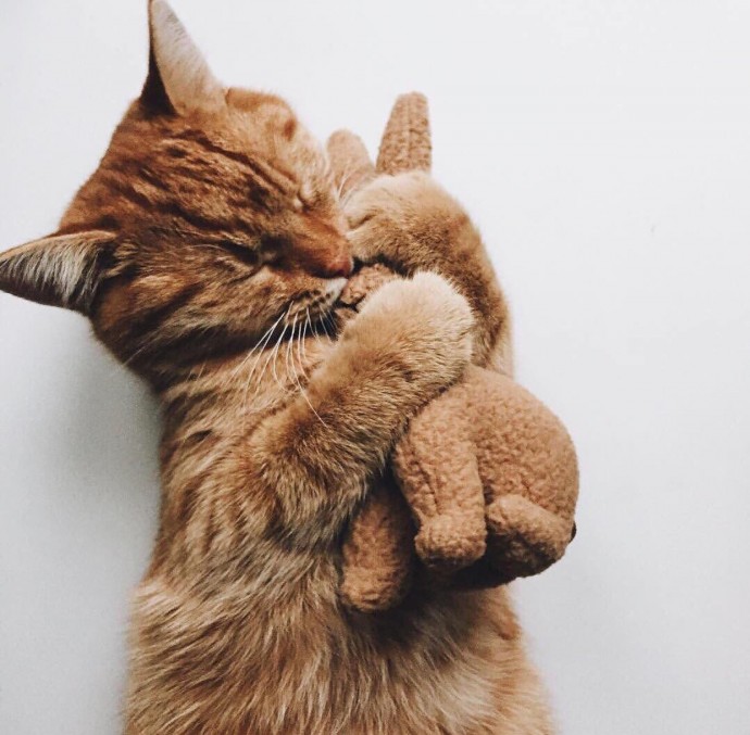 Рыжий котёнок обнимает игрушечного кролика