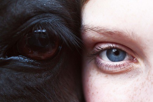 Глаз черной лошади и глаз веснушчатой девушки