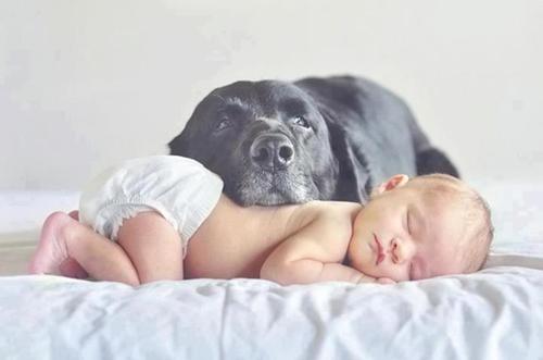 Спящий малыш с большой черной собакой