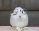 книги, очки, смешное