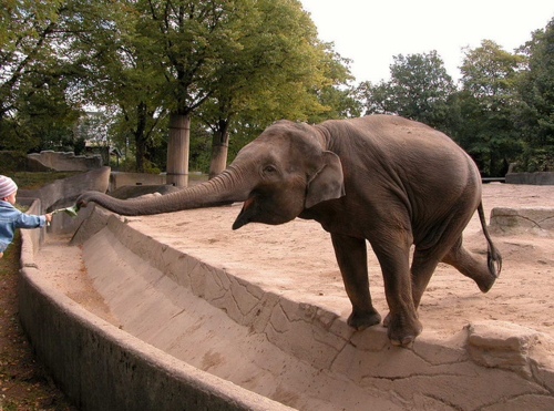 Счастливый слоненок берет лакомство с рук ребенка