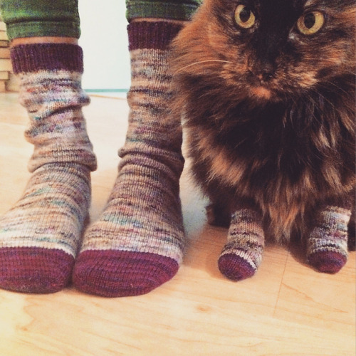 Кошка и хозяйка в одинаковых носочках