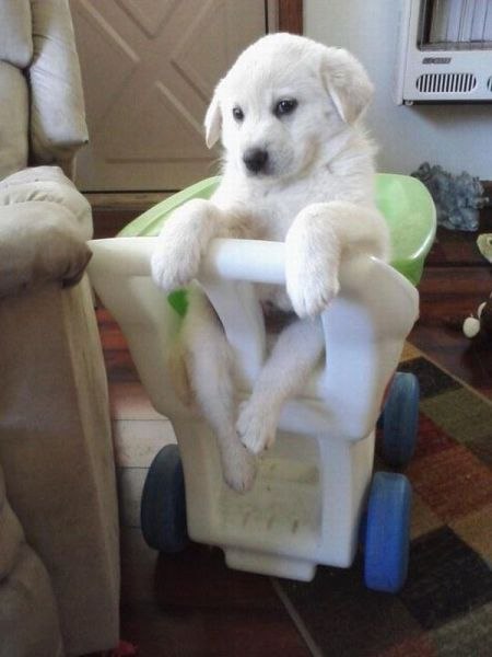 прикольный белый щенок в коляске