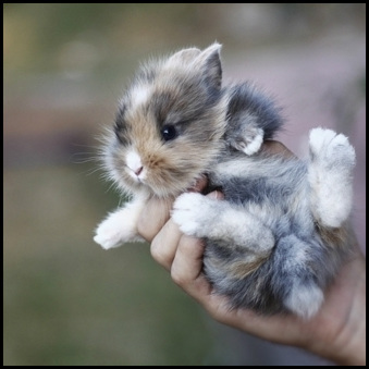 Смешной малыш кролик в руках