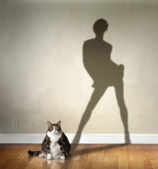 Упитанная кошка и тень красотки на стене
