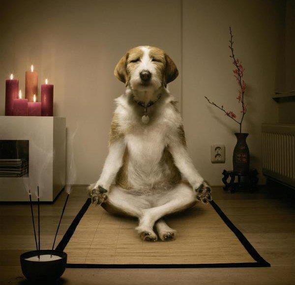 Медитирующий собак:)