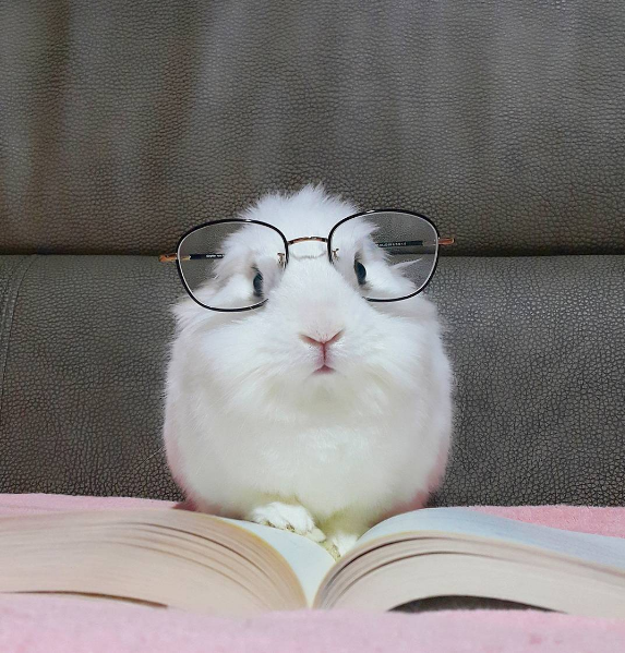 Кролик в очках и книга