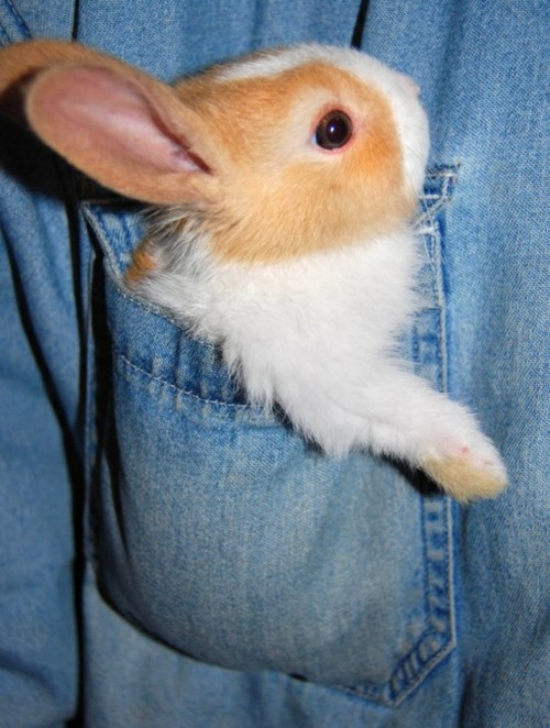 маленький кролик в кармане джинсовой куртки