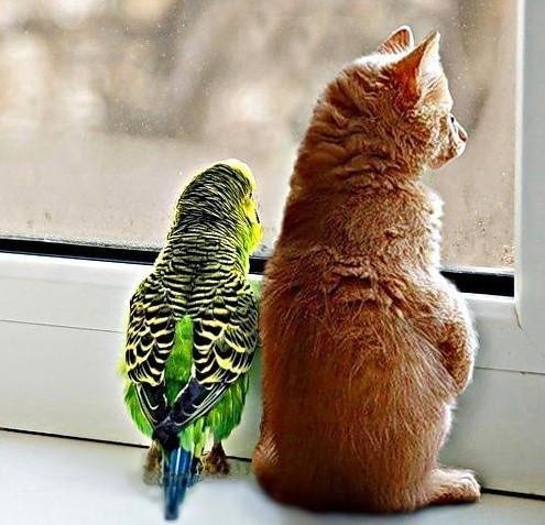 Рыжий котик и попугай смотрят в окно на дождь