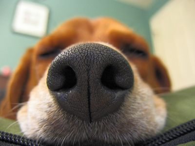 Кожаный нос собаки крупным планом:)
