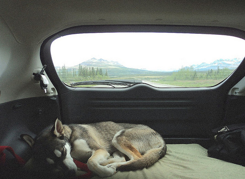 Спящий в машине пес хаски